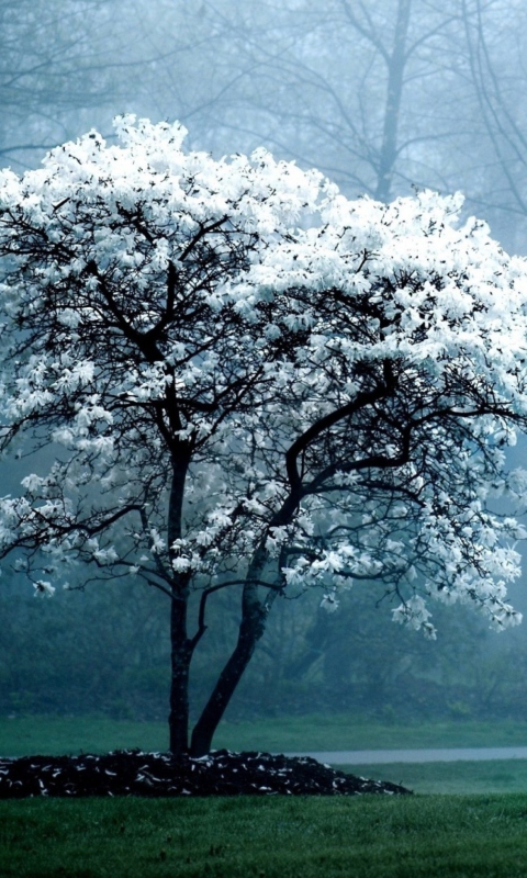 Das Blooming Tree Wallpaper 480x800
