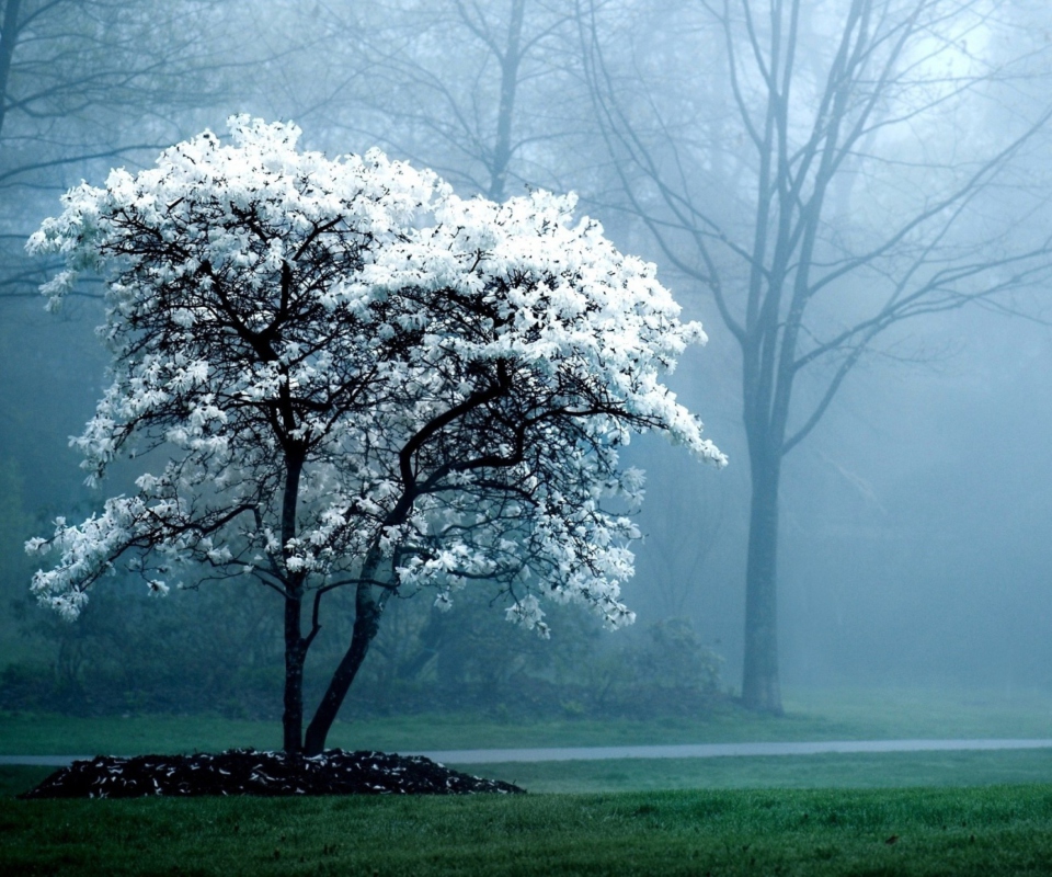 Fondo de pantalla Blooming Tree 960x800