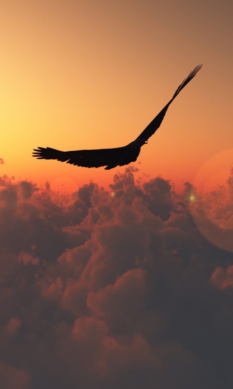 Hawk Flying High wallpaper 768x1280