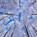 Sfondi Winter Trees 128x128