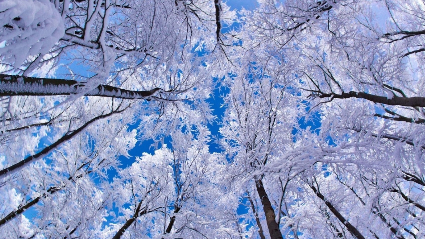 Winter Trees screenshot #1 1366x768