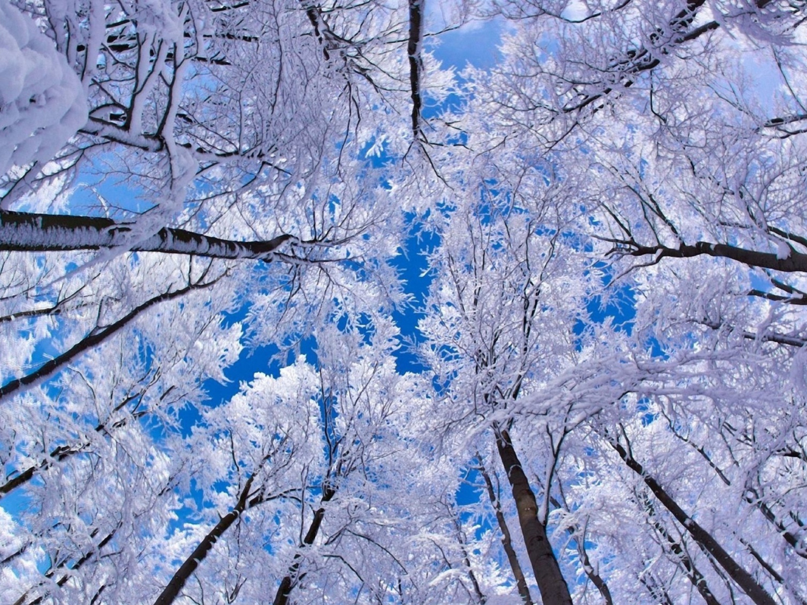 Das Winter Trees Wallpaper 1600x1200