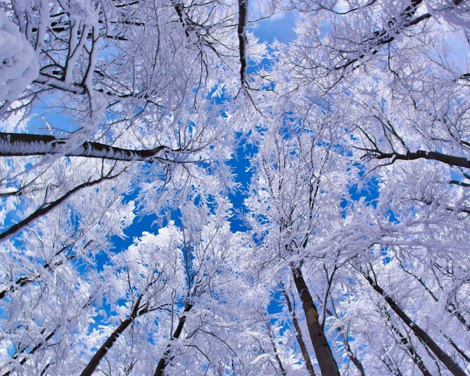 Das Winter Trees Wallpaper 1600x1280