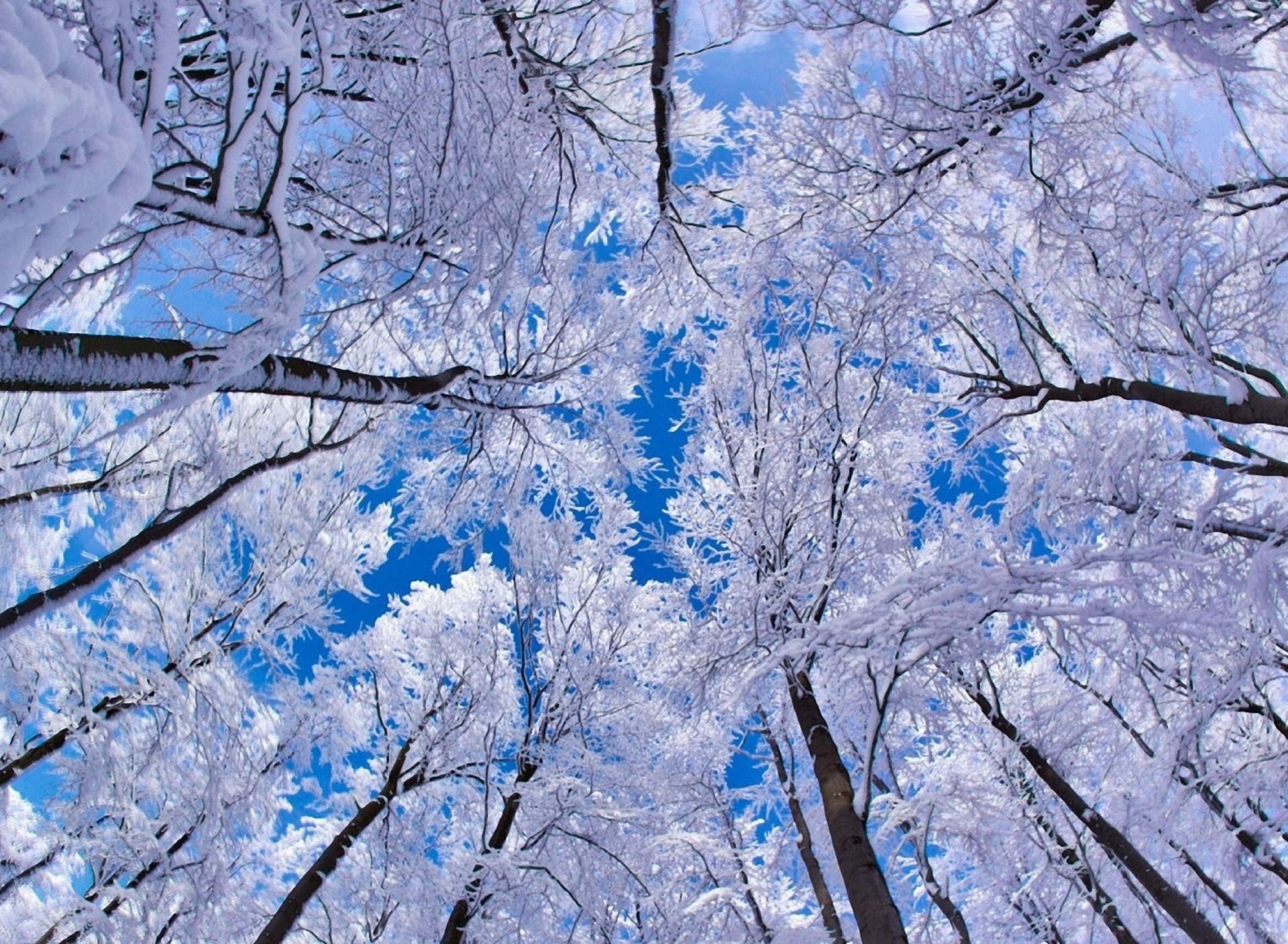 Das Winter Trees Wallpaper 1920x1408