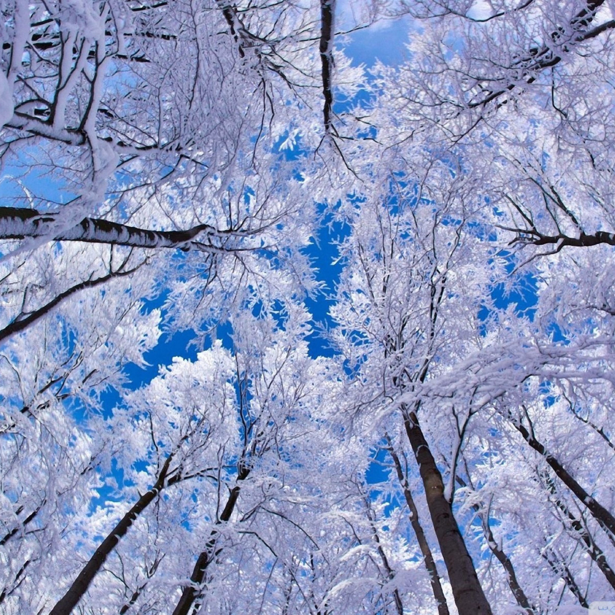 Das Winter Trees Wallpaper 2048x2048