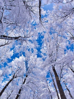 Das Winter Trees Wallpaper 240x320