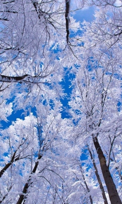 Winter Trees screenshot #1 240x400
