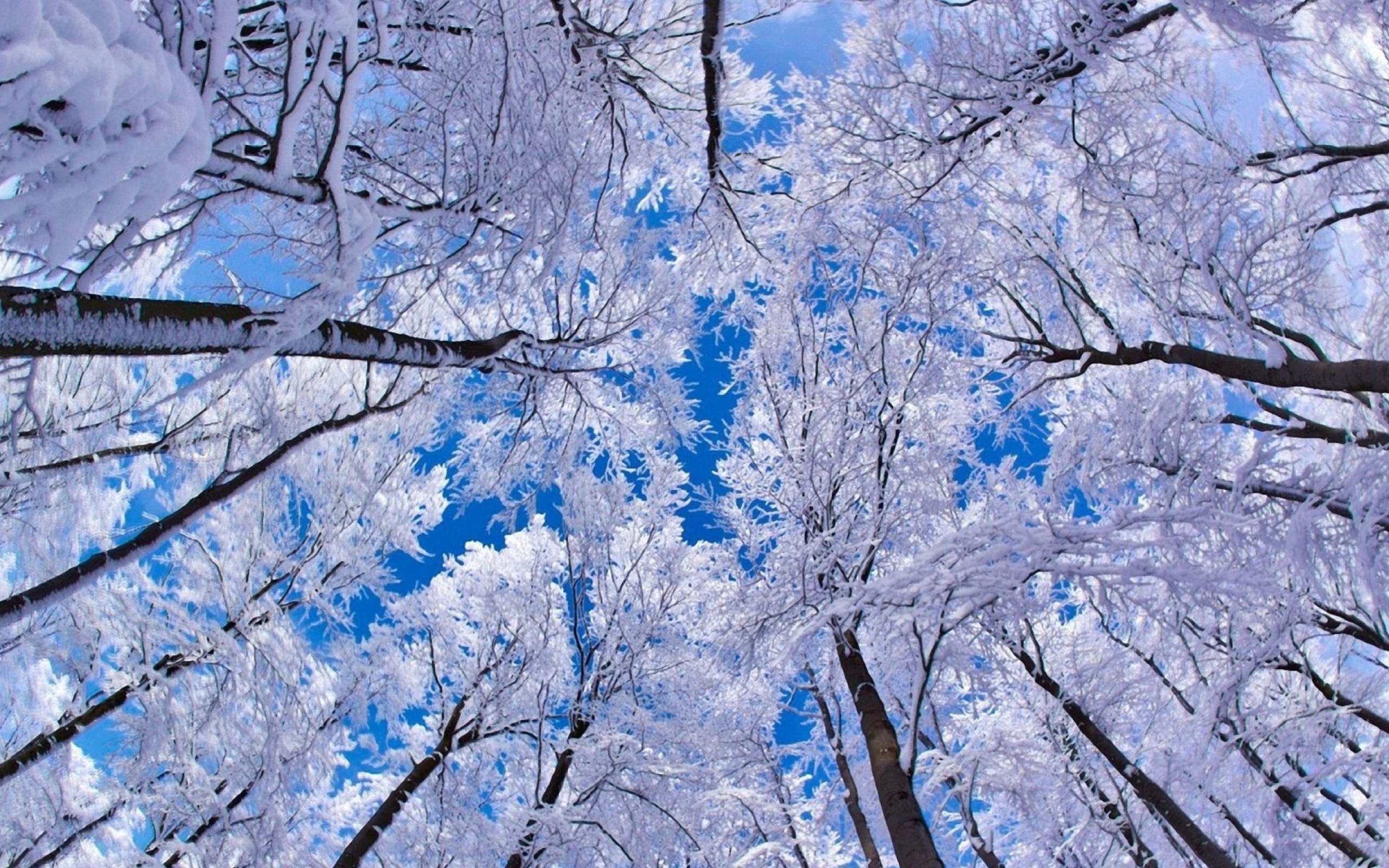 Обои Winter Trees 2560x1600