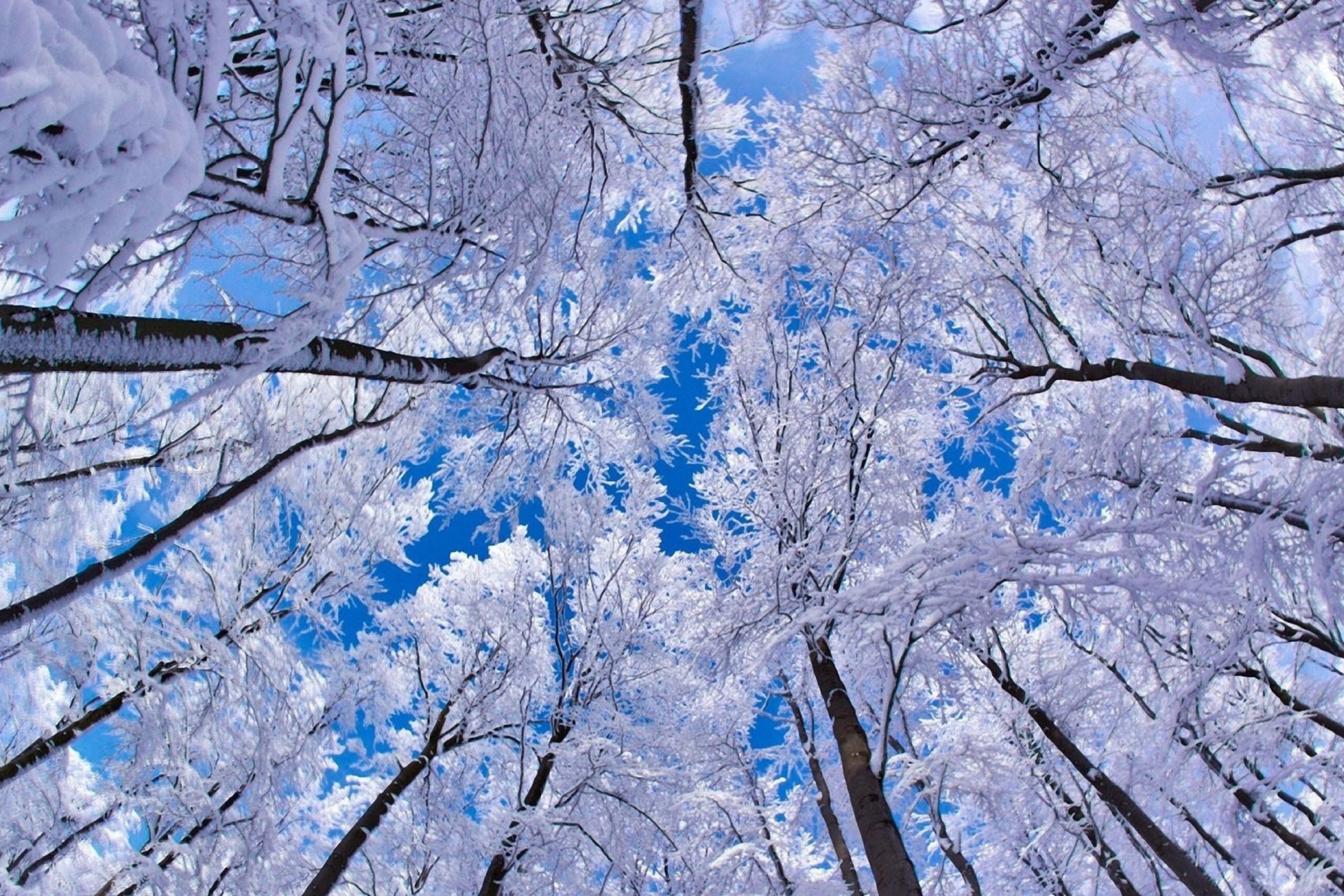 Winter Trees wallpaper 2880x1920