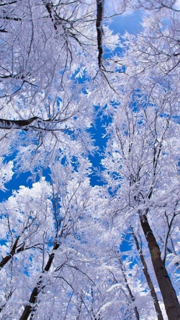 Das Winter Trees Wallpaper 360x640