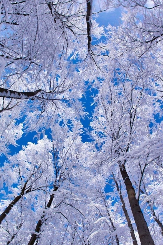 Fondo de pantalla Winter Trees 640x960