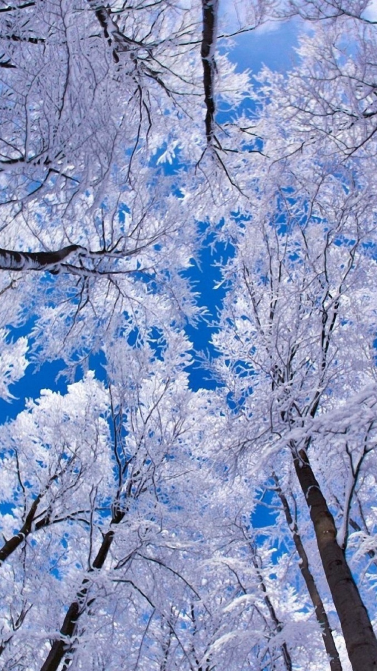 Обои Winter Trees 750x1334