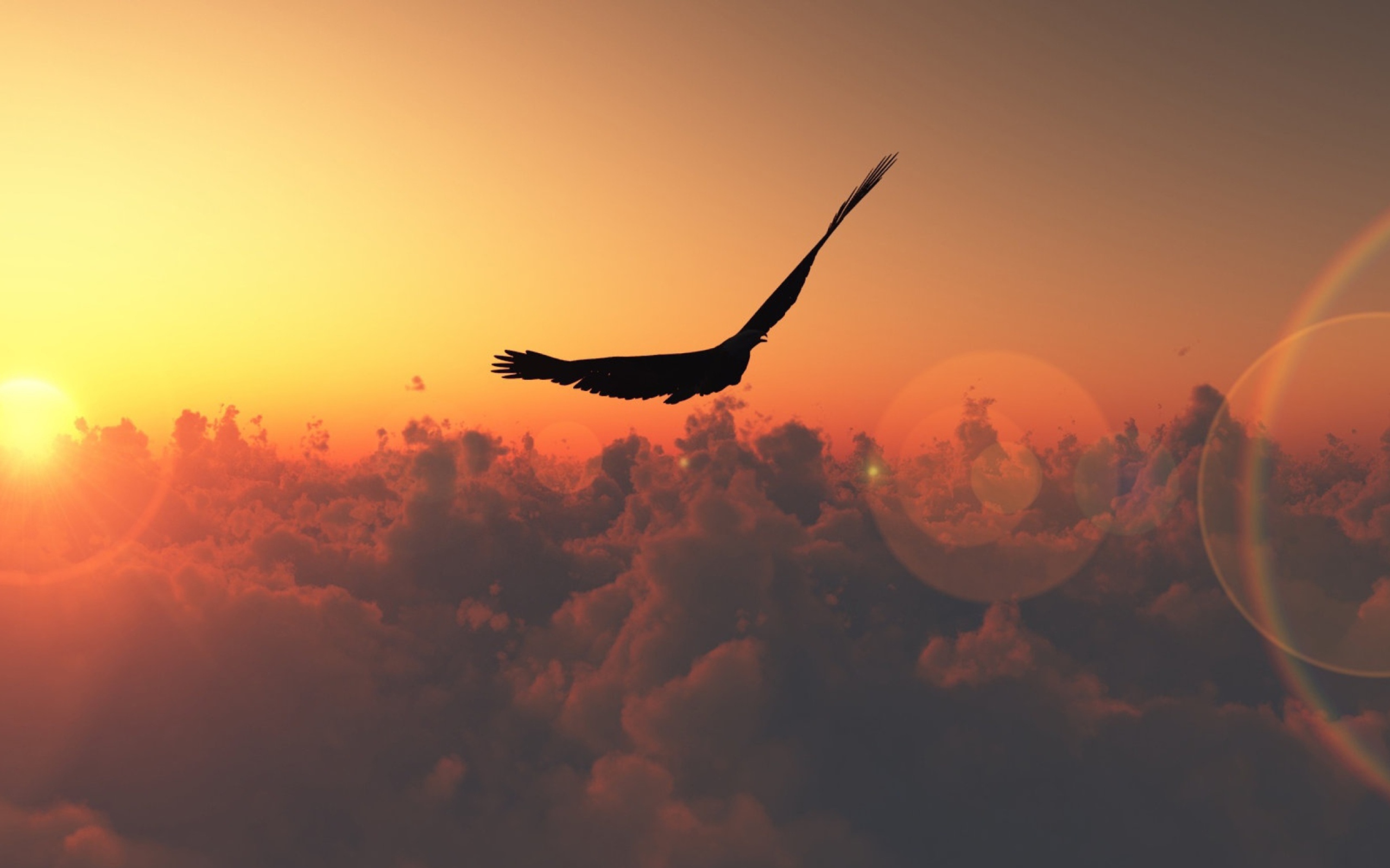 Das Bird Flight Wallpaper 2560x1600