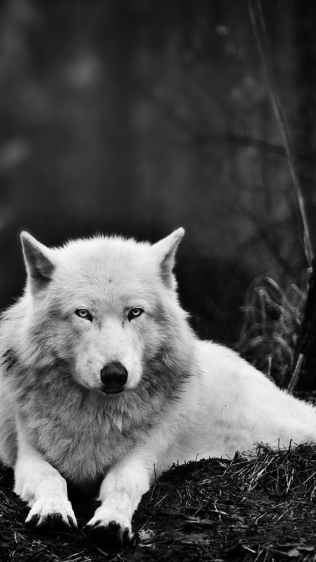 Das White Wolf Wallpaper 1080x1920