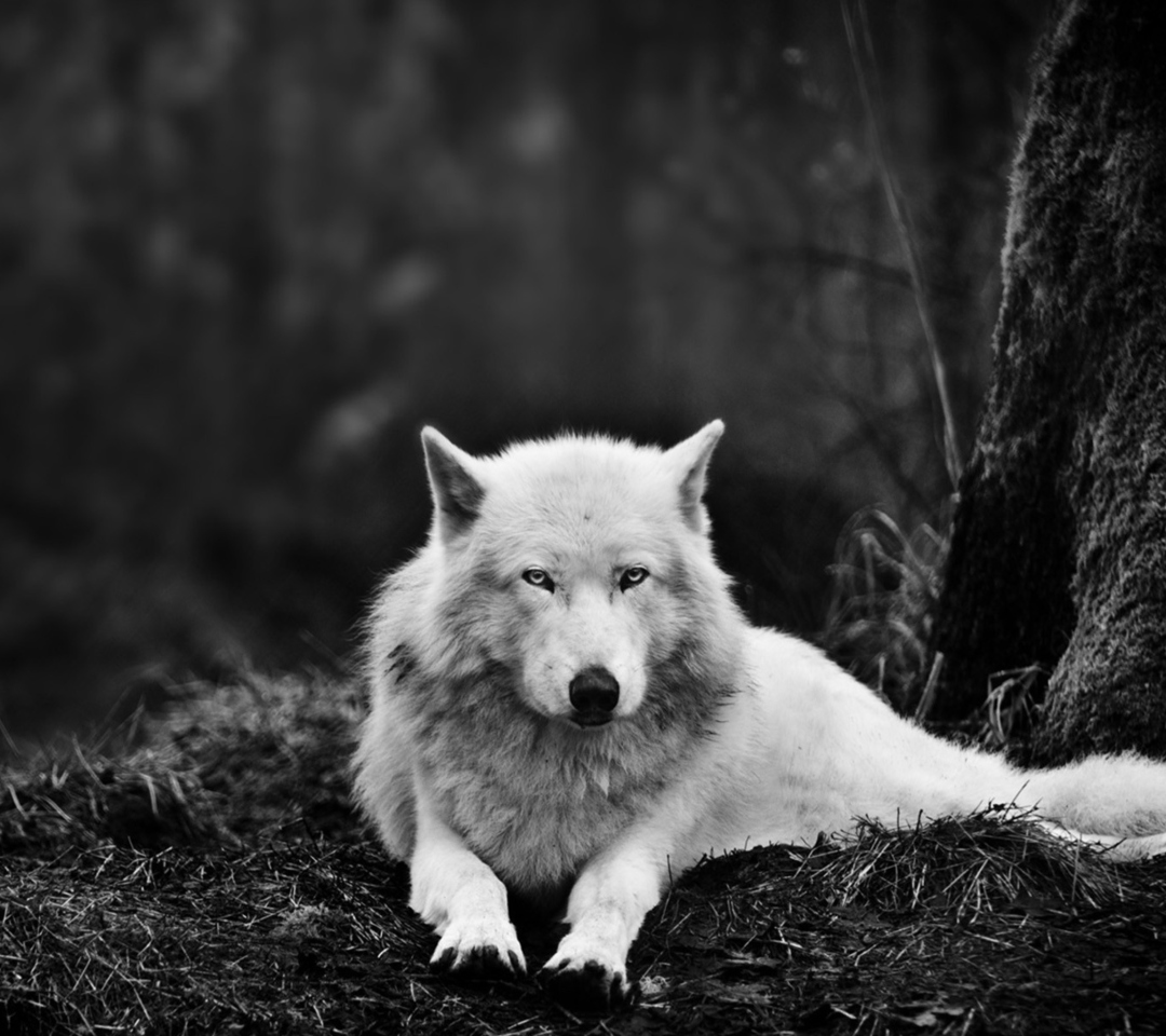 Das White Wolf Wallpaper 1080x960