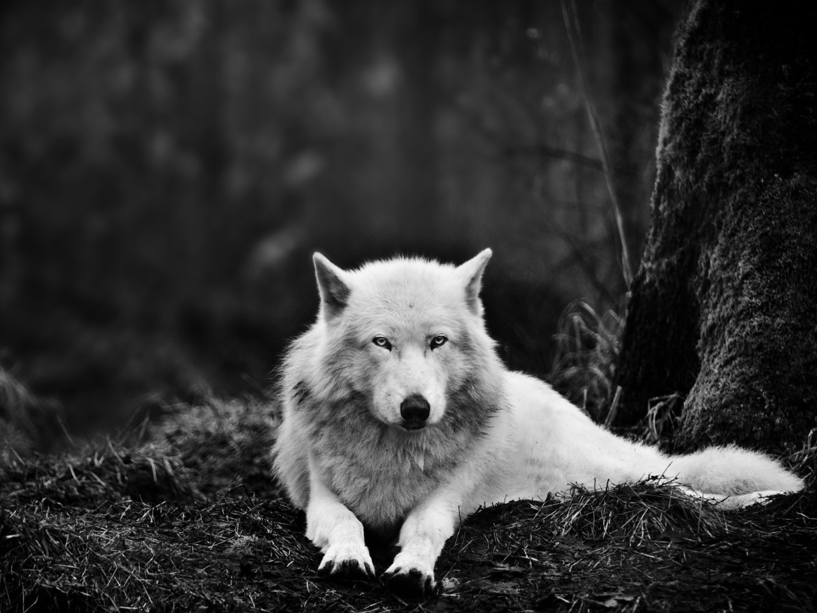 Обои White Wolf 1152x864