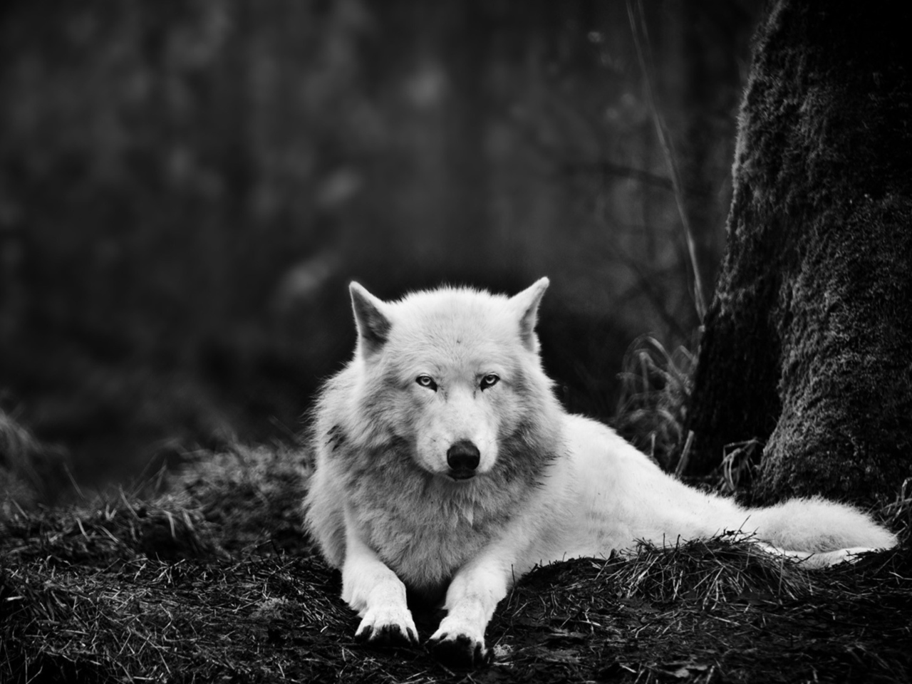 Обои White Wolf 1280x960