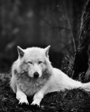Fondo de pantalla White Wolf 128x160