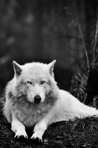 Fondo de pantalla White Wolf 320x480