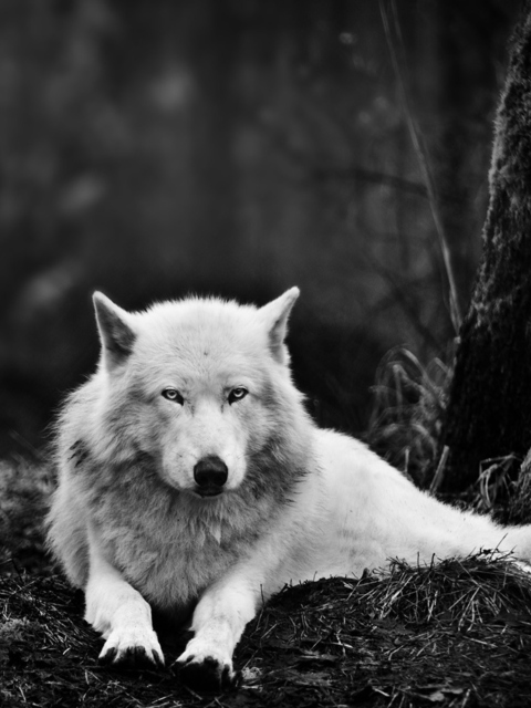 Das White Wolf Wallpaper 480x640