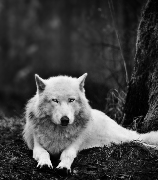 White Wolf papel de parede para celular para iPhone 4S