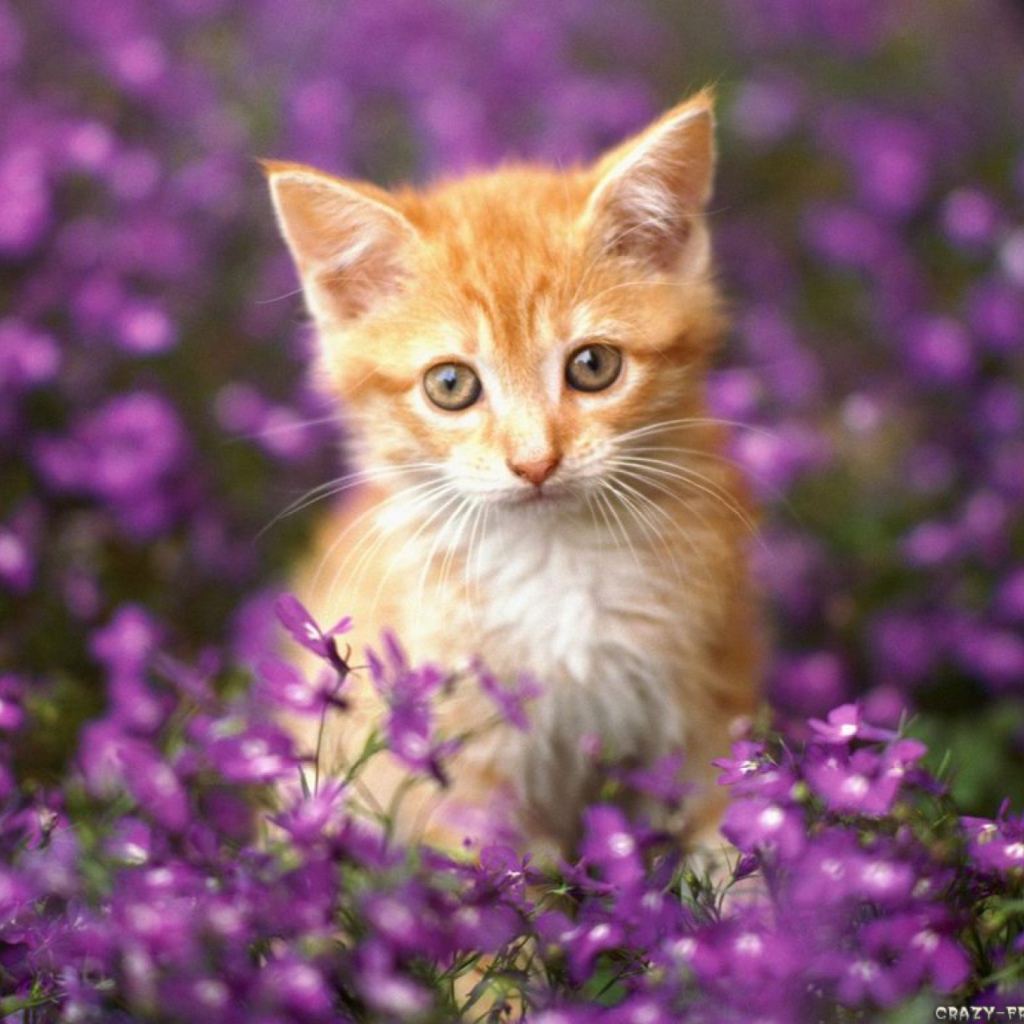 Sweet Kitten In Flower Field wallpaper 1024x1024