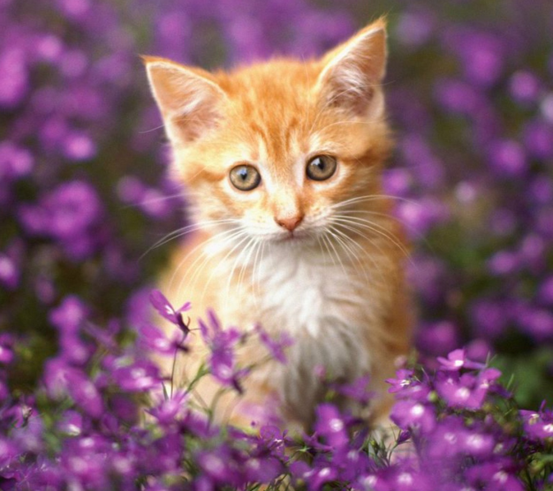 Fondo de pantalla Sweet Kitten In Flower Field 1080x960