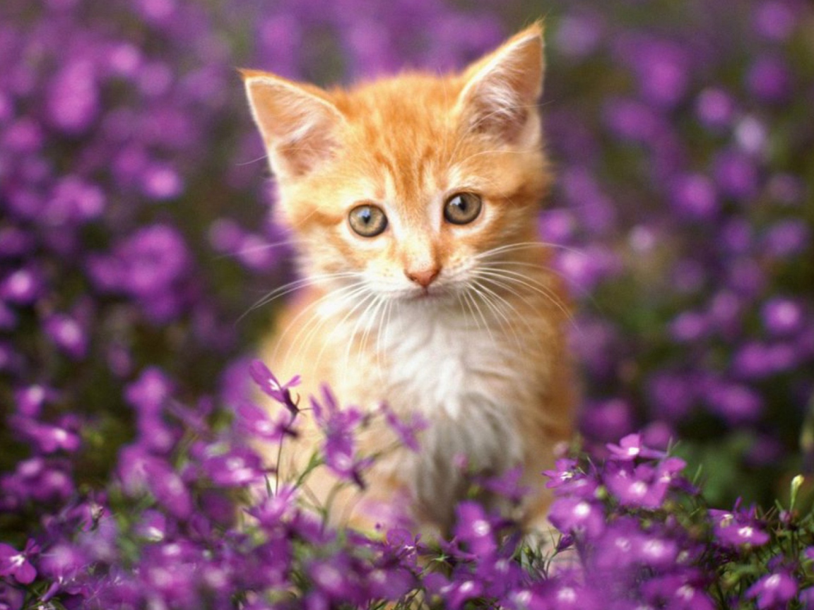 Обои Sweet Kitten In Flower Field 1152x864