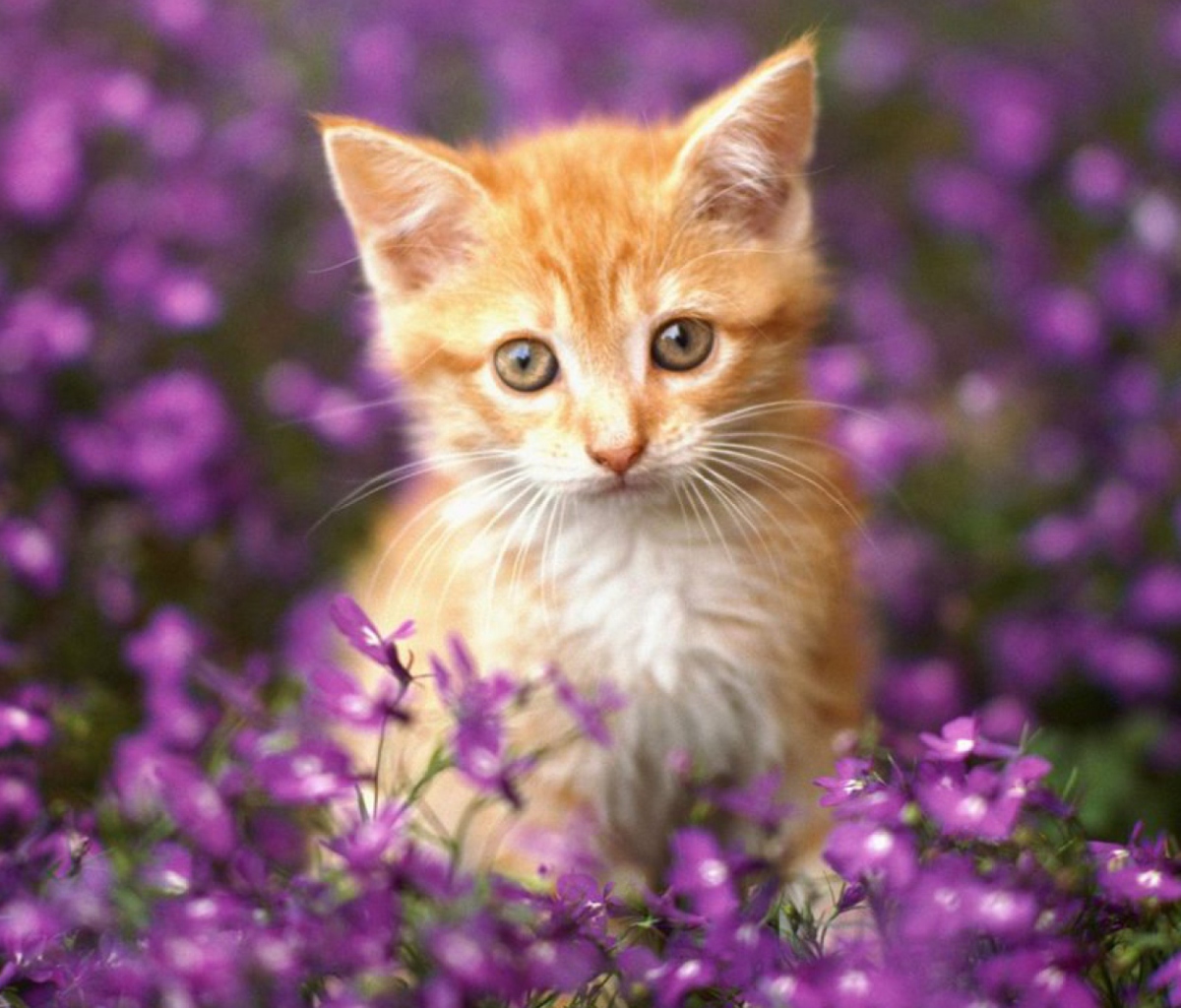 Обои Sweet Kitten In Flower Field 1200x1024