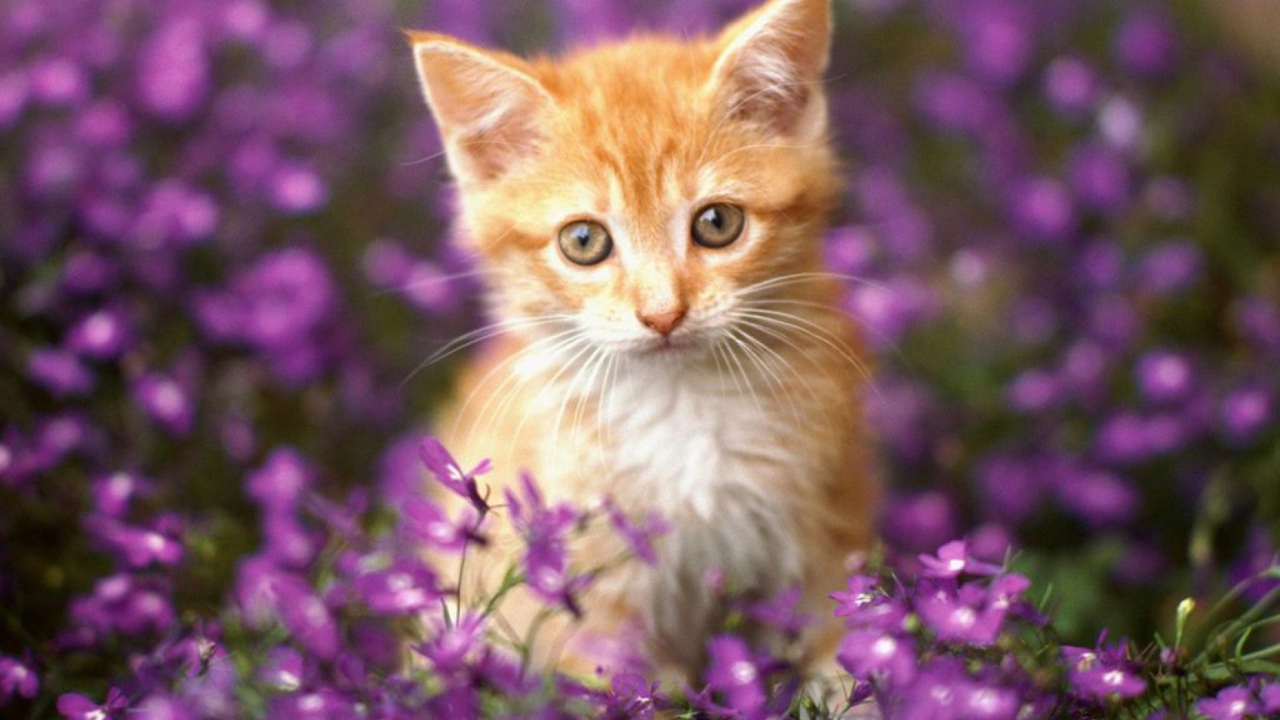 Fondo de pantalla Sweet Kitten In Flower Field 1280x720