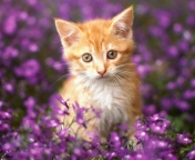 Das Sweet Kitten In Flower Field Wallpaper 176x144
