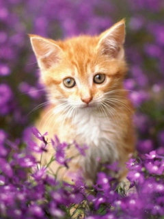 Sweet Kitten In Flower Field wallpaper 240x320