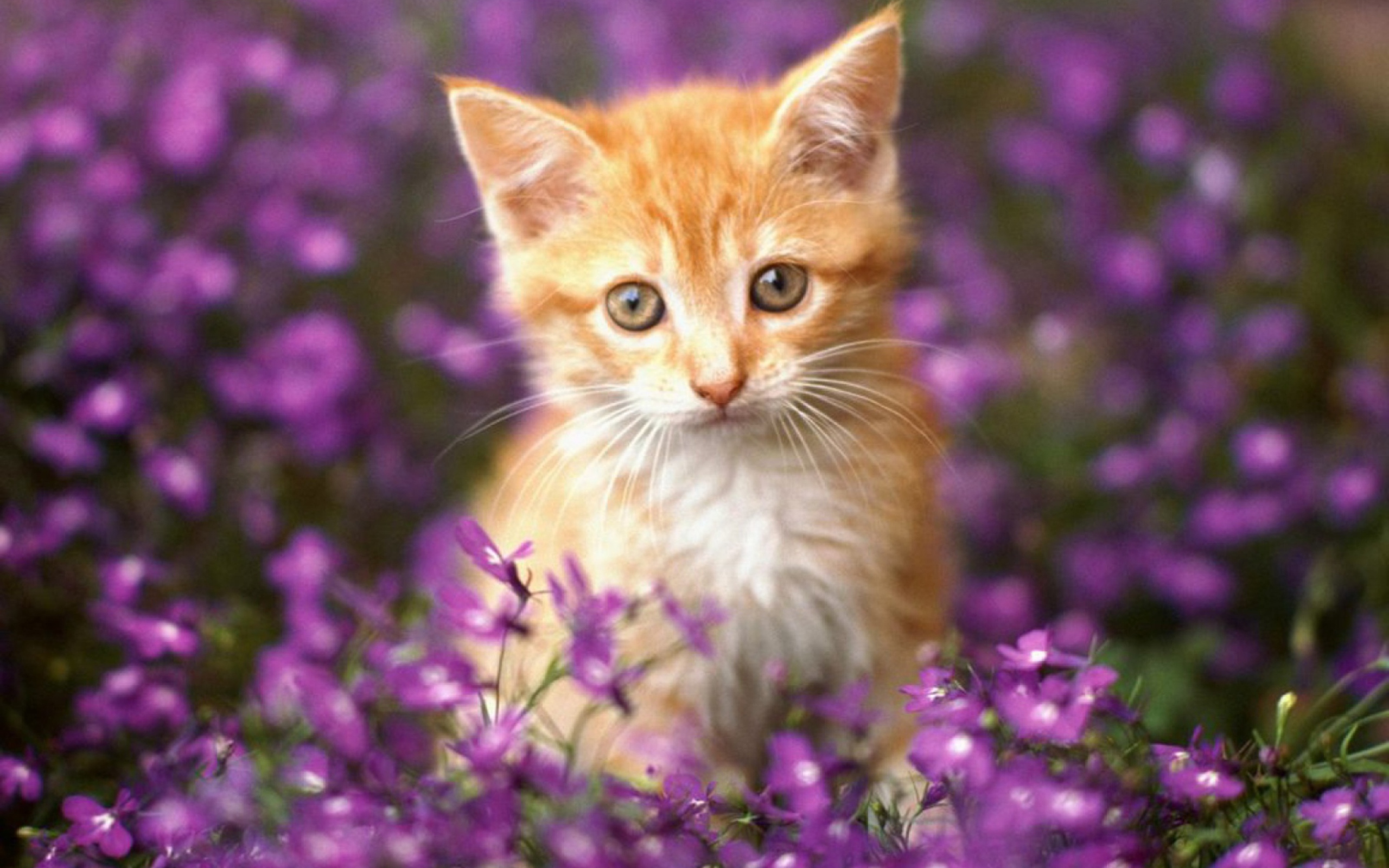 Fondo de pantalla Sweet Kitten In Flower Field 2560x1600