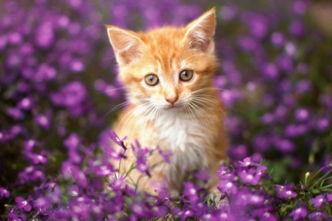 Fondo de pantalla Sweet Kitten In Flower Field 480x320