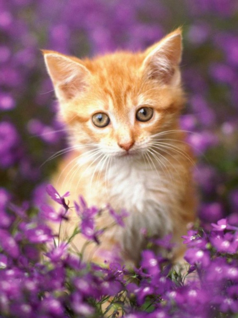 Sweet Kitten In Flower Field wallpaper 480x640