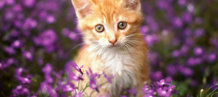 Fondo de pantalla Sweet Kitten In Flower Field 720x320