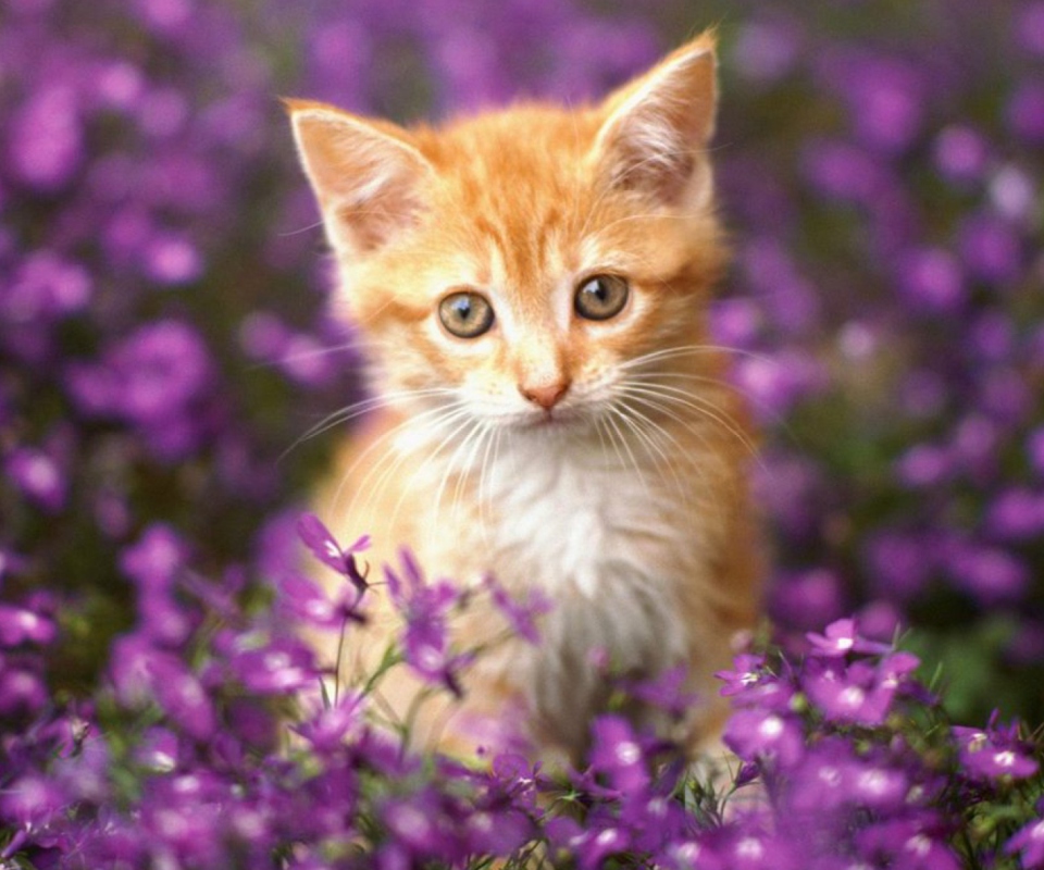 Fondo de pantalla Sweet Kitten In Flower Field 960x800