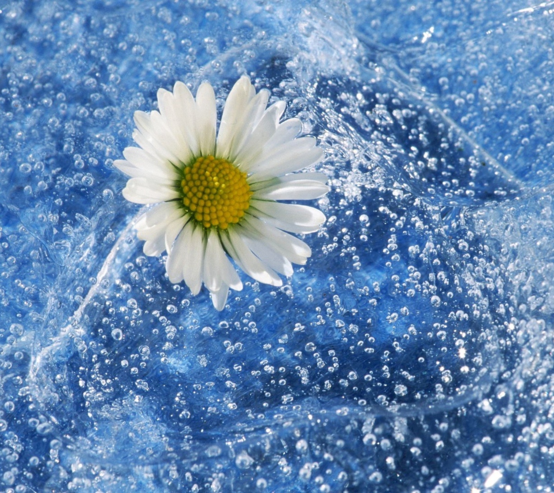 Das Chamomile And Water Wallpaper 1080x960