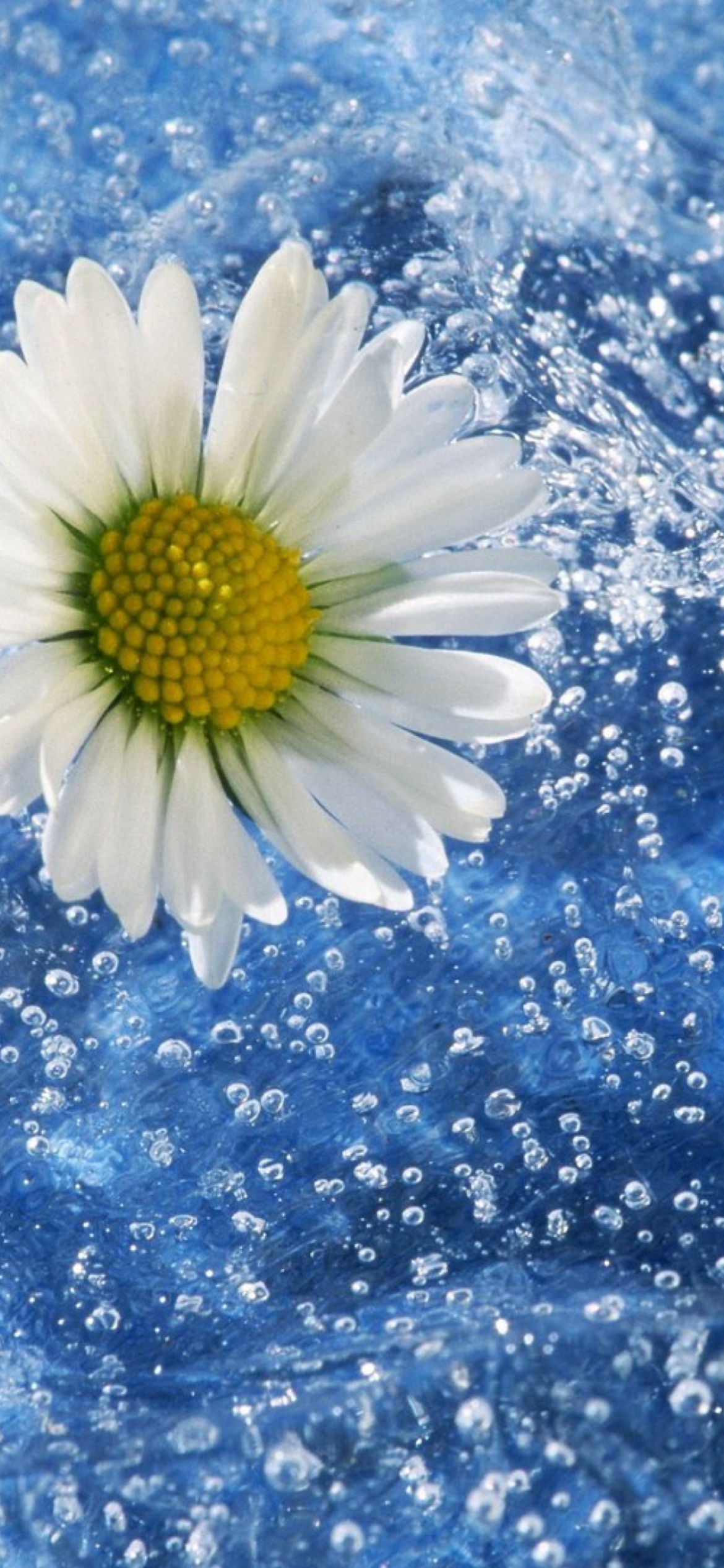 Chamomile And Water wallpaper 1170x2532