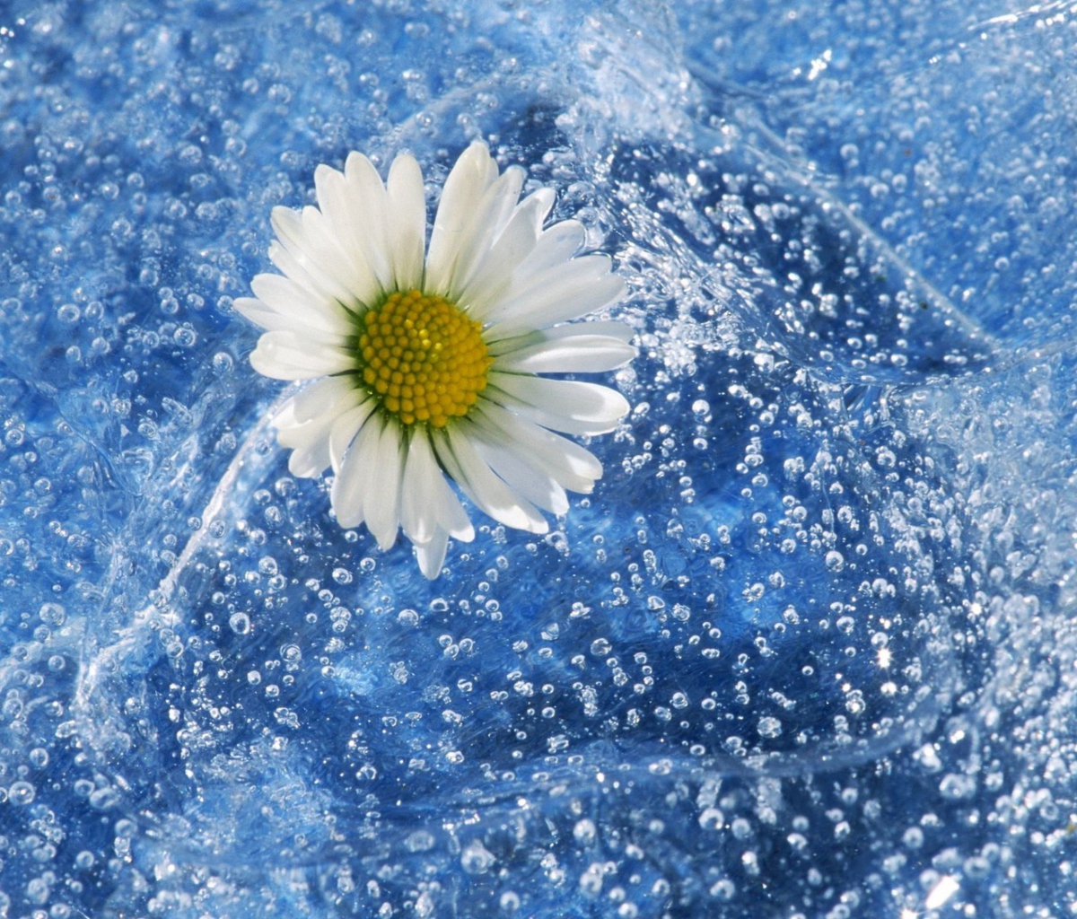 Das Chamomile And Water Wallpaper 1200x1024