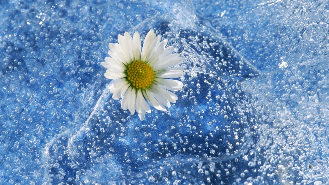 Das Chamomile And Water Wallpaper 1280x720