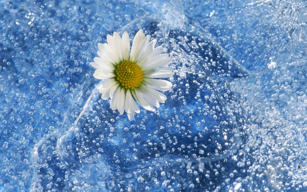 Chamomile And Water wallpaper 1280x800