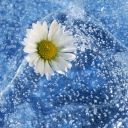 Das Chamomile And Water Wallpaper 128x128