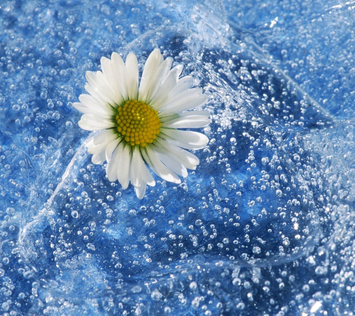 Das Chamomile And Water Wallpaper 1440x1280