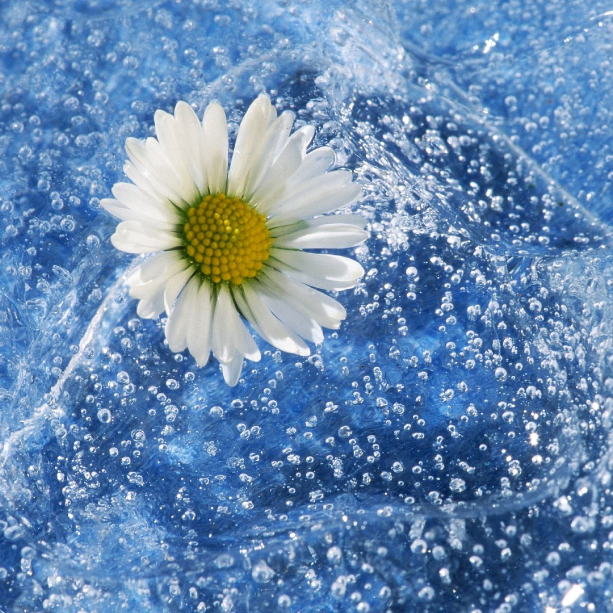 Chamomile And Water wallpaper 2048x2048