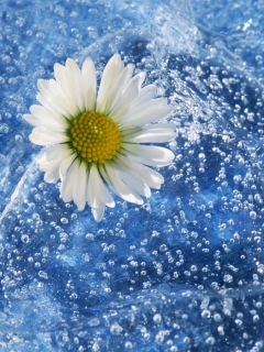 Chamomile And Water wallpaper 240x320