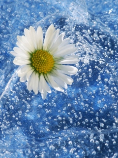 Обои Chamomile And Water 240x320