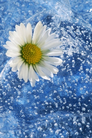 Chamomile And Water wallpaper 320x480