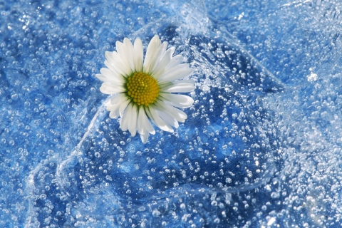 Fondo de pantalla Chamomile And Water 480x320