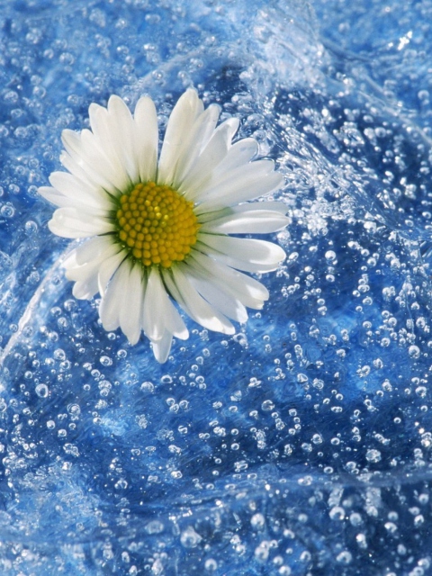 Chamomile And Water wallpaper 480x640